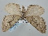  (Ramitia sinensis - BGE_ZSM_LEP_0580)  @11 [ ] by-nc-sa (2023) SNSB, Staatliche Naturwissenschaftliche Sammlungen Bayerns ZSM (SNSB, Zoologische Staatssammlung Muenchen)