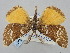  (Athroolopha chrysitaria - BGE_ZSM_LEP_0593)  @11 [ ] by-nc-sa (2023) SNSB, Staatliche Naturwissenschaftliche Sammlungen Bayerns ZSM (SNSB, Zoologische Staatssammlung Muenchen)
