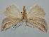  (Compsoptera argentaria - BGE_ZSM_LEP_0614)  @11 [ ] by-nc-sa (2023) SNSB, Staatliche Naturwissenschaftliche Sammlungen Bayerns ZSM (SNSB, Zoologische Staatssammlung Muenchen)