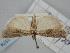  (Pempeliopteryx - BGE_ZSM_LEP_1574)  @11 [ ] by-nc-sa (2024) SNSB, Staatliche Naturwissenschaftliche Sammlungen Bayerns ZSM (SNSB, Zoologische Staatssammlung Muenchen)
