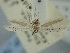  (Aspilapteryx magna - BGE_ZSM_LEP_1967)  @11 [ ] by-nc-sa (2024) SNSB, Staatliche Naturwissenschaftliche Sammlungen Bayerns ZSM (SNSB, Zoologische Staatssammlung Muenchen)