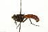  (Cylindromyia bicolor - HUBENOV-01-A04)  @14 [ ] CreativeCommons - Attribution (2010) Gergin Blagoev, Centre for Biodiversity Genomics Centre for Biodiversity Genomics