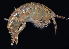  (Anisogammarus pugettensis - BHAK-06531)  @11 [ ] CreativeCommons Attribution Non-Commercial No Derivatives (2018) Hakai Institute Hakai Institute