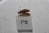 (Rhyacophila pemba - HMCAD1211-69)  @12 [ ] Unspecified (default): All Rights Reserved  Unspecified Unspecified