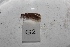  (Rhyacophila scissoides - HMCAD1211-74)  @12 [ ] Unspecified (default): All Rights Reserved  Unspecified Unspecified