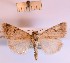  (Caradrina syriaca - BGE_00148_C06)  @11 [ ] CreativeCommons  Attribution Non-Commercial (by-nc) (2024) Unspecified Hungarian Natural History Museum