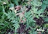  (Doryopteris lorentzii - FML-PTF-000004a)  @11 [ ] No Rights Reserved  Unspecified Unspecified