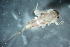  (Cincticostella sp. A SWRC - 16-SWRC-0137)  @11 [ ] CreativeCommons - Attribution (2010) Stroud Water Research Center (SWRC) Stroud Water Research Center (SWRC)