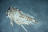  (Epeorus sp. B SWRC - 16-SWRC-0201)  @11 [ ] CreativeCommons - Attribution (2010) Stroud Water Research Center (SWRC) Stroud Water Research Center (SWRC)