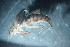  (Epeorus sp. C SWRC - 16-SWRC-0225)  @11 [ ] CreativeCommons - Attribution (2010) Stroud Water Research Center (SWRC) Stroud Water Research Center (SWRC)