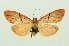  (Miltochrista strigivenata - RMNH.INS.1092141)  @11 [ ] CreativeCommons Attribution Non-Commercial Share-Alike (2022) Unspecified Naturalis Biodiversity Center