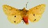  (Spilarctia casigneta seriatopunctata - RMNH.INS.1295689)  @11 [ ] CreativeCommons Attribution Non-Commercial Share-Alike (2022) Unspecified Naturalis Biodiversity Center