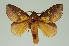  (Euthrix laeta lacta - RMNH.INS.1295758)  @11 [ ] CreativeCommons Attribution Non-Commercial Share-Alike (2022) Unspecified Naturalis Biodiversity Center