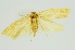  (Lecithocera sp. 1_CG - RMNH.INS.1296972)  @11 [ ] CreativeCommons Attribution Non-Commercial Share-Alike (2022) Unspecified Naturalis Biodiversity Center
