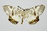  (Erebabraxas metachromata - RMNH.INS.1297334)  @11 [ ] CreativeCommons Attribution Non-Commercial Share-Alike (2022) Unspecified Naturalis Biodiversity Center
