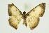  (Hydatocapnia marginata - RMNH.INS.1297501)  @11 [ ] CreativeCommons Attribution Non-Commercial Share-Alike (2022) Unspecified Naturalis Biodiversity Center