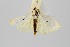  (Calamotropha latellus - RMNH.INS.1297512)  @11 [ ] CreativeCommons Attribution Non-Commercial Share-Alike (2022) Unspecified Naturalis Biodiversity Center