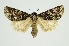  (Acronicta indica - RMNH.INS.1297594)  @11 [ ] CreativeCommons Attribution Non-Commercial Share-Alike (2022) Unspecified Naturalis Biodiversity Center