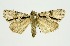  (Fascionycta fasciata - RMNH.INS.1297602)  @11 [ ] CreativeCommons Attribution Non-Commercial Share-Alike (2022) Unspecified Naturalis Biodiversity Center