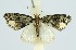  (Perizoma lilliptanum - RMNH.INS.1297694)  @11 [ ] CreativeCommons Attribution Non-Commercial Share-Alike (2022) Unspecified Naturalis Biodiversity Center