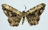  (Deinotrichia interruptaria - RMNH.INS.1297716)  @11 [ ] CreativeCommons Attribution Non-Commercial Share-Alike (2022) Unspecified Naturalis Biodiversity Center