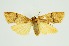  (Poliosia cubitifera - RMNH.INS.1297813)  @11 [ ] CreativeCommons Attribution Non-Commercial Share-Alike (2022) Unspecified Naturalis Biodiversity Center