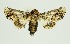  (Eutelia blandiatrix - RMNH.INS.1297844)  @11 [ ] CreativeCommons Attribution Non-Commercial Share-Alike (2022) Unspecified Naturalis Biodiversity Center