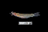  (Nemacheilus fasciatus - BIF0097)  @13 [ ] CreativeCommons - Attribution Non-Commercial Share-Alike (2013) Nicolas HUBERT IRD