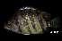  (Datnioides microlepis - BIF6391)  @11 [ ] CreativeCommons  Attribution Non-Commercial Share-Alike (2016) Nicolas HUBERT IRD