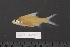  (Cyclocheilichthys heteronema - 2005-0898)  @11 [ ] CreativeCommons  Attribution Non-Commercial Share-Alike (2017) Larry Page FLMNH