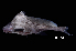  (Bagrichthys hypselopterus - BIF7321)  @11 [ ] CreativeCommons  Attribution Non-Commercial Share-Alike (2016) Nicolas HUBERT IRD