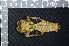  (Pteropus conspicillatus - IRD LSW-0093)  @11 [ ] CreativeCommons  Attribution Non-Commercial Share-Alike (2016) Yuli Sulistya Fitriana Indonesian Institute of Sciences, Museum Zoologicum Bogoriense