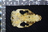  (Phalangeridae - IRD LGS-0001)  @11 [ ] CreativeCommons  Attribution Non-Commercial Share-Alike (2016) Yuli Sulistya Fitriana Indonesian Institute of Sciences, Museum Zoologicum Bogoriense