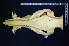  ( - IRD GS-1105)  @11 [ ] CreativeCommons  Attribution Non-Commercial Share-Alike (2016) Yuli Sulistya Fitriana Indonesian Institute of Sciences, Museum Zoologicum Bogoriense