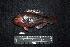  (Scarus altipinnis - IRD BMF-266.2)  @11 [ ] CreativeCommons  Attribution Non-Commercial Share-Alike (2016) Gino LIMMON Universitas Pattimura