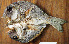  (Monotaxis sp. PB5 - IRD LETkom_20150506-G.2)  @11 [ ] CreativeCommons  Attribution Non-Commercial Share-Alike (2015) S. Bari Proyek Biokor, Indonesia