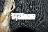  (Accipiter cirrocephalus - IRD LGR-033.2)  @11 [ ] CreativeCommons  Attribution Non-Commercial Share-Alike (2014) Hidayat Hashari Indonesian Institute of Sciences, Museum Zoologicum Bogoriense