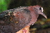  (Henicophaps albifrons - IRD LGR-112.2)  @11 [ ] CreativeCommons  Attribution Non-Commercial Share-Alike (2014) Hidayat Hashari Indonesian Institute of Sciences, Museum Zoologicum Bogoriense