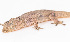  (Hemidactylus frenatus - IRD EAA382.2)  @11 [ ] CreativeCommons  Attribution Non-Commercial Share-Alike (2014) Evy Arida Indonesian Institute of Sciences, Museum Zoologicum Bogoriense