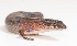  (Lygisaurus novaeguineae - IRD EAA241.2)  @11 [ ] CreativeCommons  Attribution Non-Commercial Share-Alike (2014) Evy Arida Indonesian Institute of Sciences, Museum Zoologicum Bogoriense