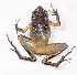  (Asterophryinae - IRD EAA281.2)  @11 [ ] CreativeCommons  Attribution Non-Commercial Share-Alike (2014) Evy Arida Indonesian Institute of Sciences, Museum Zoologicum Bogoriense