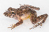  (Cornufer punctatus - IRD EAA469.2)  @11 [ ] CreativeCommons  Attribution Non-Commercial Share-Alike (2014) Evy Arida Indonesian Institute of Sciences, Museum Zoologicum Bogoriense