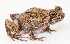  (Asterophrys - IRD EAA474.2)  @11 [ ] CreativeCommons  Attribution Non-Commercial Share-Alike (2014) Evy Arida Indonesian Institute of Sciences, Museum Zoologicum Bogoriense