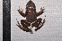  ( - IRD EAA418.2)  @11 [ ] CreativeCommons  Attribution Non-Commercial Share-Alike (2014) Evy Arida Indonesian Institute of Sciences, Museum Zoologicum Bogoriense