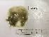  (Cotylorhiza - BIM AP-093)  @11 [ ] Copyright (c) (2021) Paz G. IOLR