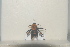  (Bombus opulentus - 2021BJPGBZ30)  @11 [ ] Unspecified (default): All Rights Reserved  Unspecified Unspecified