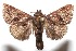  (Dichromapteryx BioLep04 - 07-SRNP-106393)  @14 [ ] CreativeCommons - Attribution Non-Commercial Share-Alike (2008) Daniel H. Janzen Guanacaste Dry Forest Conservation Fund
