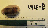  (Cypraea spadicea - CYSP-8)  @13 [ ] No Rights Reserved (2013) Unspecified Coastal Marine Biolabs