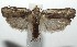  (Mothonica ocellea - 16-SRNP-105956)  @14 [ ] CreativeCommons  Attribution Non-Commercial Share-Alike (2017) Daniel H. Janzen Guanacaste Dry Forest Conservation Fund