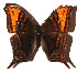  (Hypanartia arcaei - 16-SRNP-35447)  @15 [ ] CreativeCommons - Attribution Non-Commercial Share-Alike (2018) Daniel H. Janzen Guanacaste Dry Forest Conservation Fund